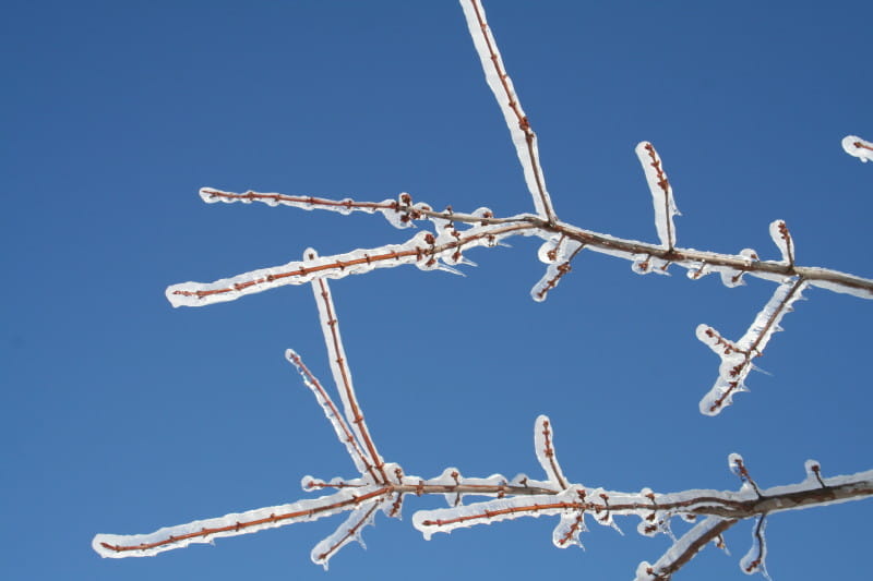Ice Storm