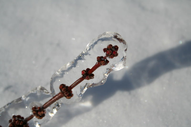 Ice Storm