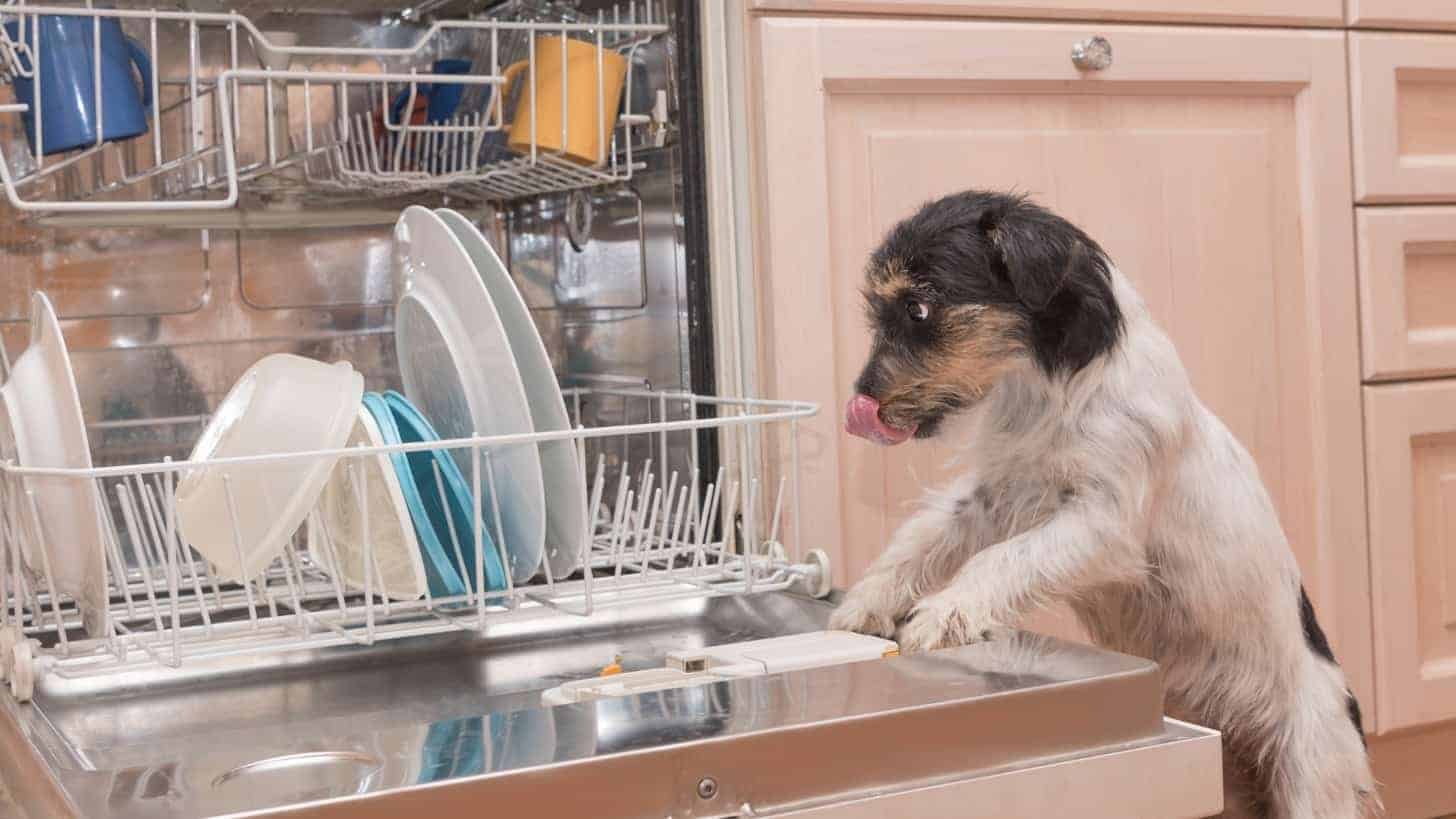 Dog standing on dishwasher door, dishwasher full of dishes