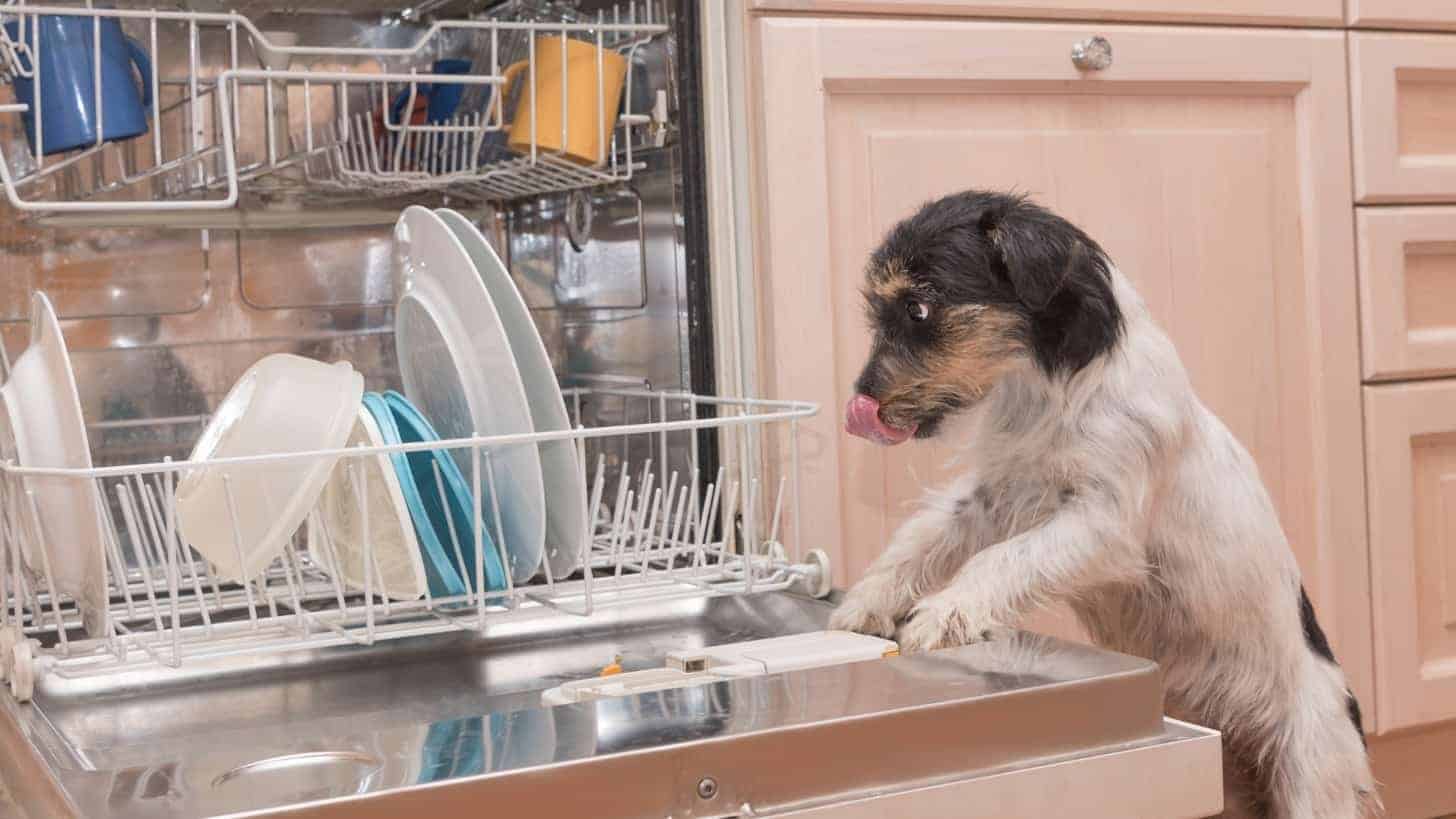 Why Does My Dishwasher Smell Like Wet Dog