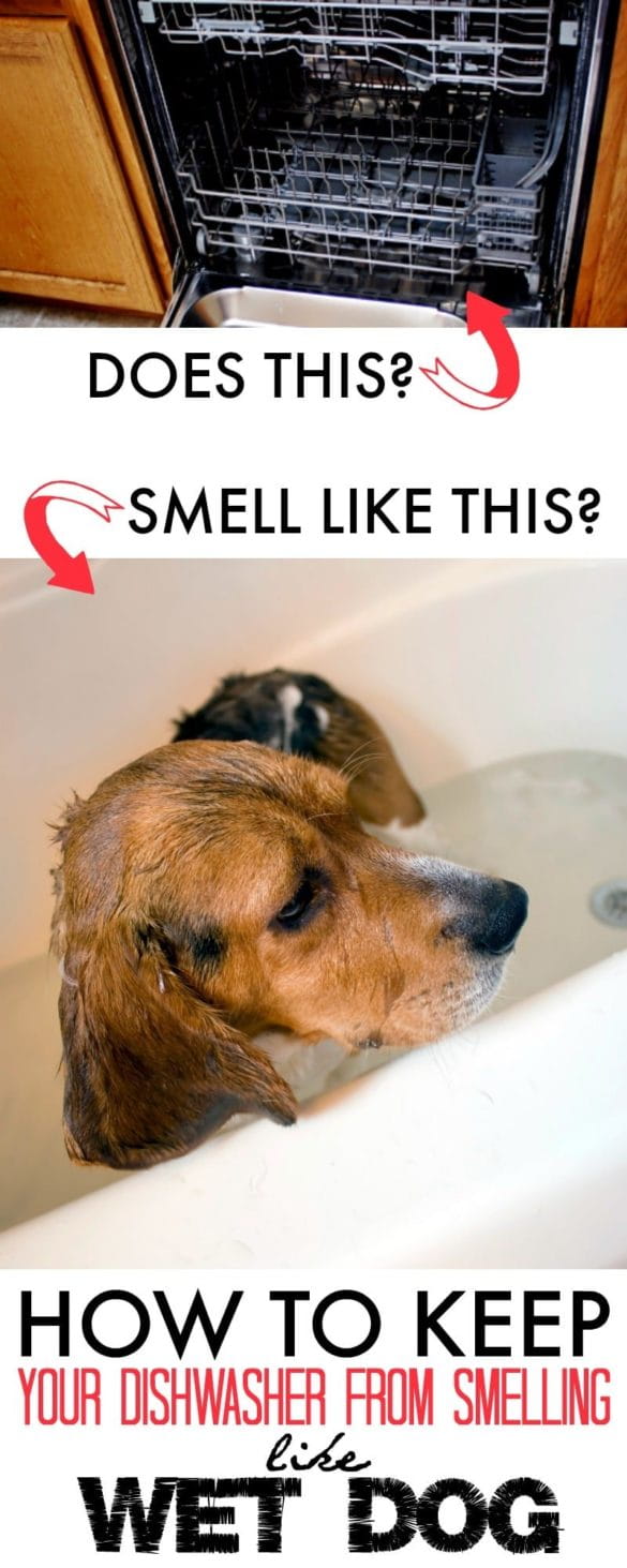 Why does my dishwasher smell like wet dog? How to fix it. 730 Sage Street