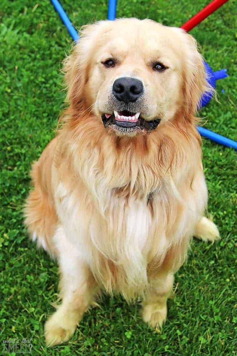 My Four Dogs Why I Choose Natural Skin & Fur Care 730 Sage Street