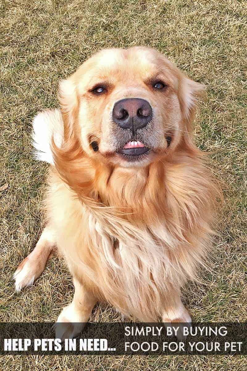 Help Animals in Need with Buy a Bag, Give a Meal™ - PetSmart's largest philanthropic effort EVER. Simply buy pet food for your own pet, and PetSmart will donate a meal to a pet in need.