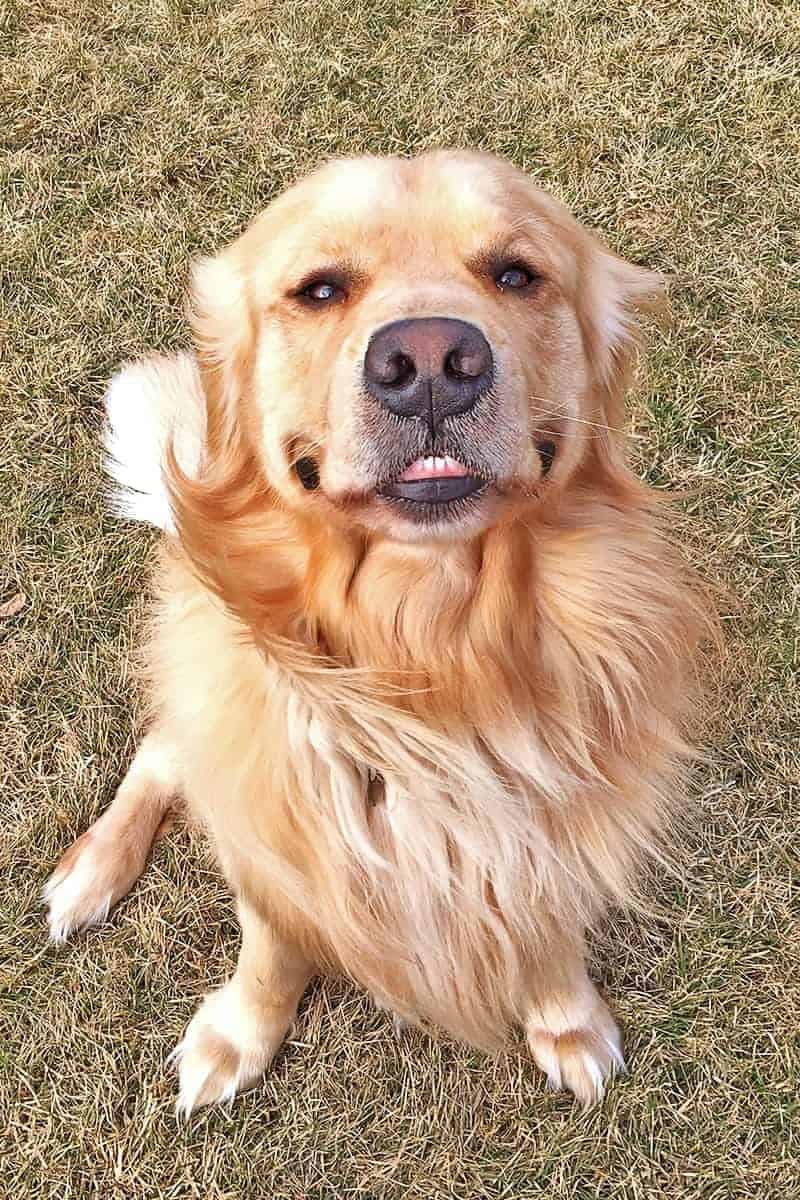 Can You Donate Your Dog To Petsmart Can You Donate Your Dog To Petsmart