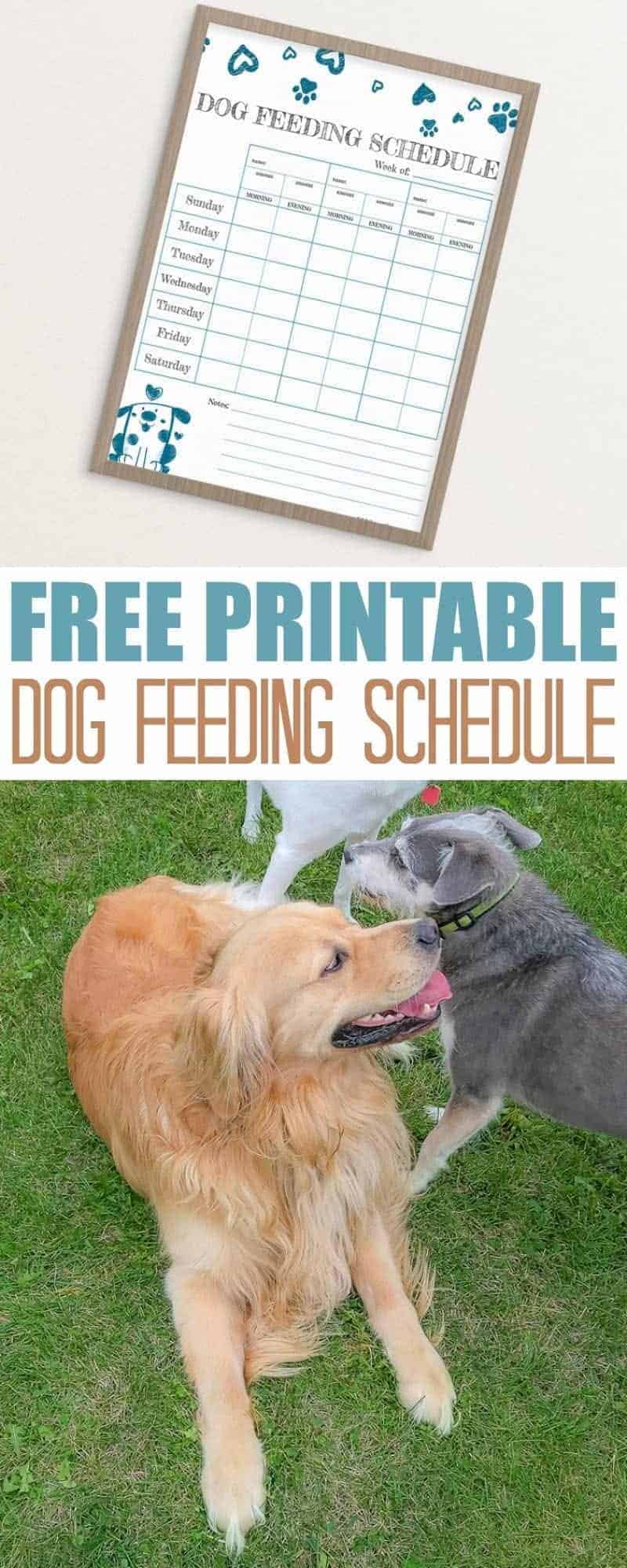 Make sure your dog is getting the nutrition they need with this free dog feeding schedule printable. Great way to get kids involved in chores.