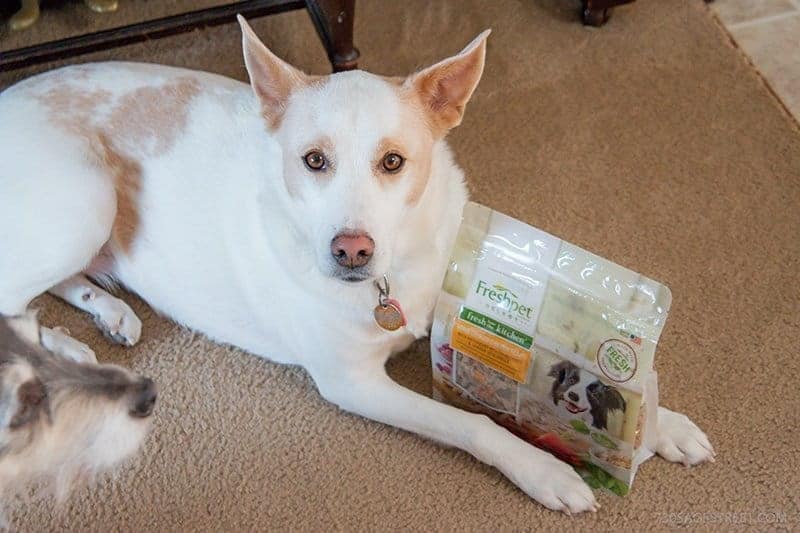 white dog next to a bag of Freshpet dog food