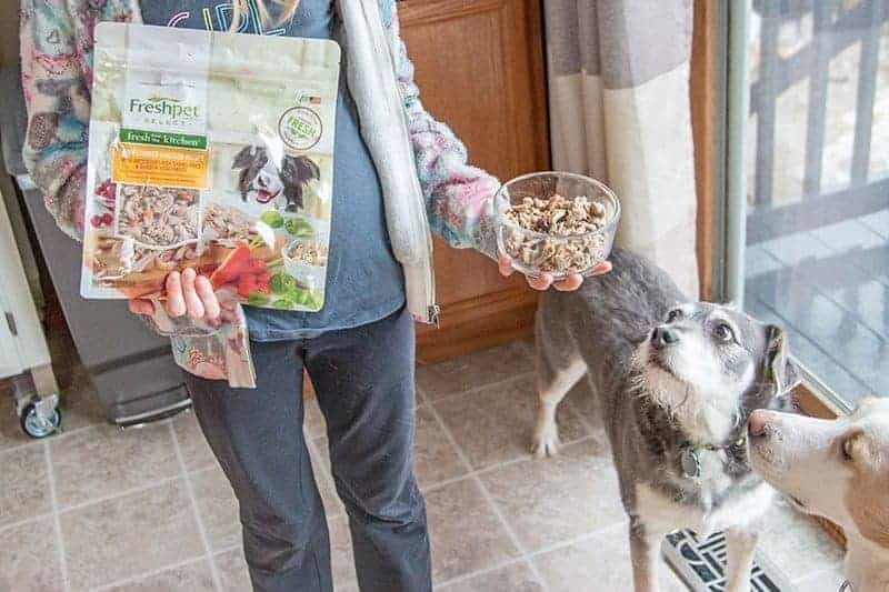 girl holding Freshpet Select and dogs sniffing