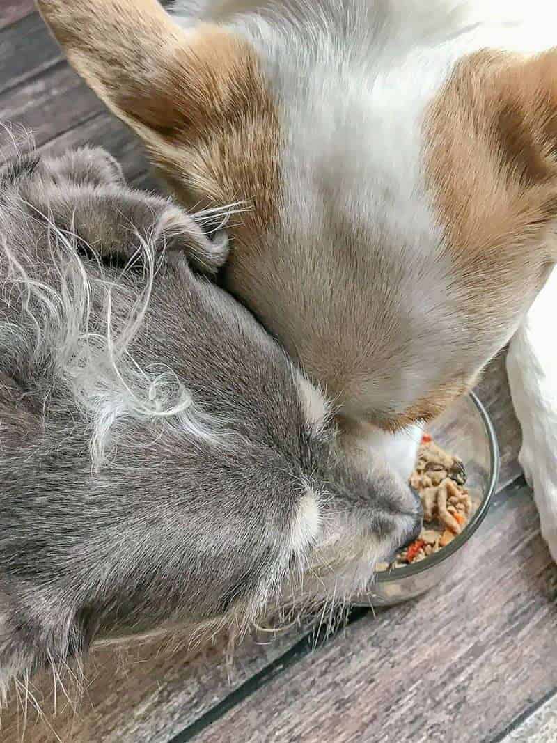 Freshpet Select in a glass bowl with dogs sniffing