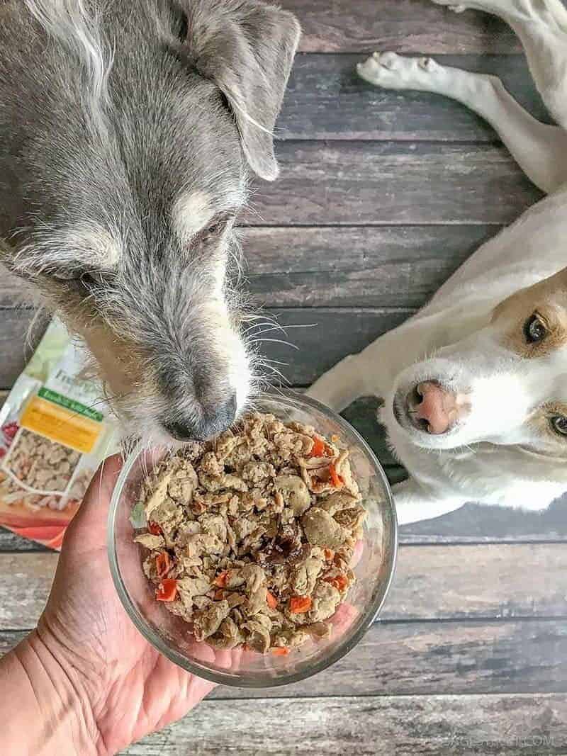 Freshpet Select in a glass bowl with dogs sniffing