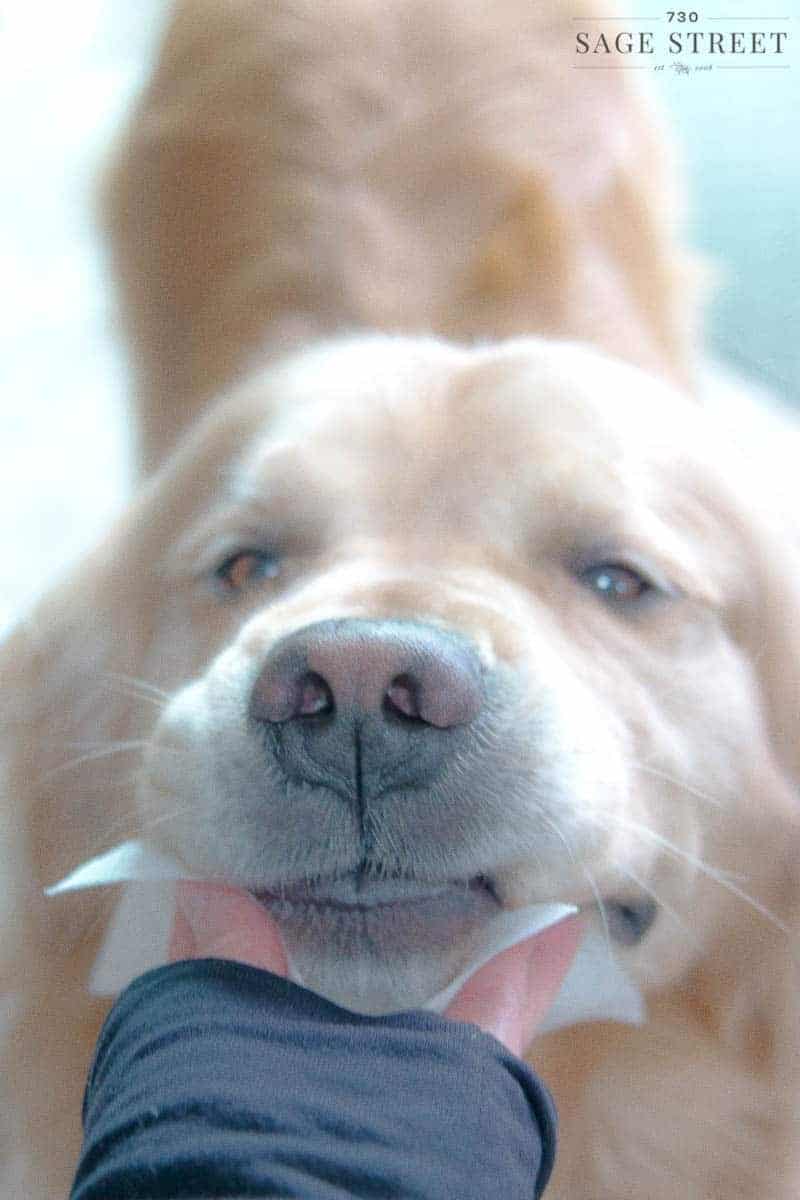 hand with a paper towel wiping the chin of a golden retriever dog