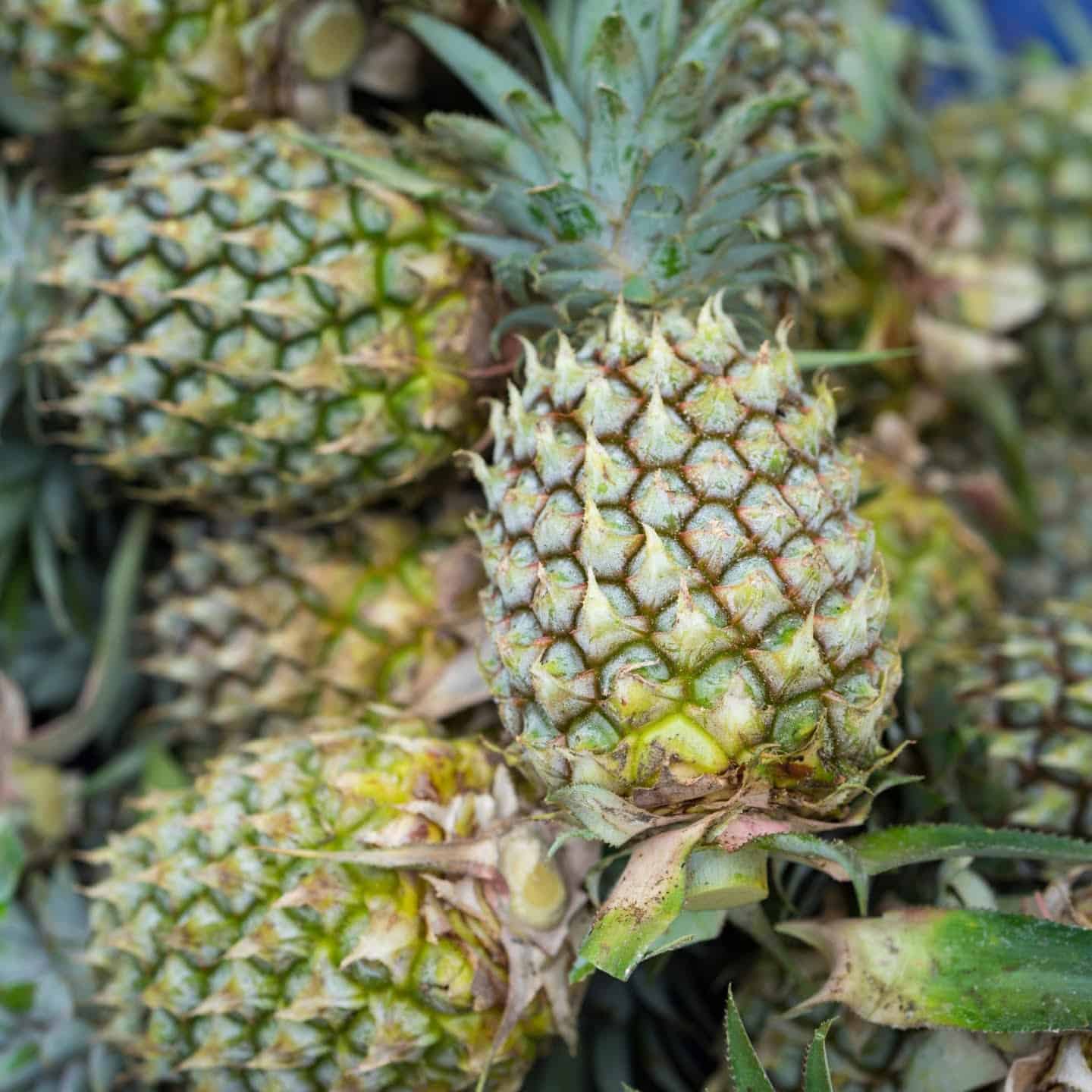 Example of an unripe pineapple