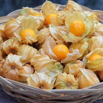 Ground cherry recipes